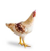 鸡三合和六个合生肖是什(解析十二生肖中的奥秘)