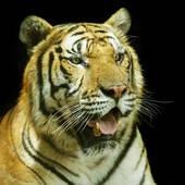 属虎属蛇适合做夫妻吗女(解析属相配对的秘密)