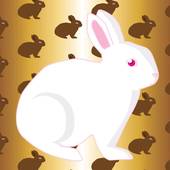 87年农历二月兔女运势(2023年运势如何)