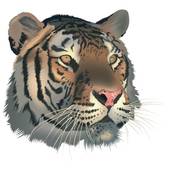 86年的虎能与哪些相配(寻找最佳配对)