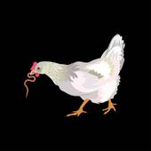 1993年属鸡今年运势(事业顺利财运亨通)