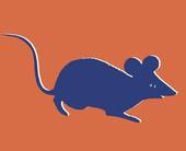 属鼠2024年整体运势(财运亨通事业顺利感情)