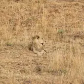 2025狮子座每月运势解析：全年运程完整版