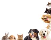 属狗的人适合做什么行业(职场发展指南)