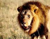 狮子和射手谁先爱上谁呢(星座爱情大揭秘)