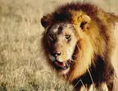 狮子座男今日运势解析：精准预测你的职场与感情