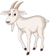 属羊和什么属相最配婚姻(最佳配对大揭秘)