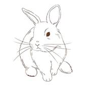 1987年属兔人转运年(如何化解厄运迎来好运)