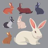 2023年属兔的是多大(属兔人的年龄计算方法详解)