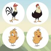 女属鸡最配的属相是什么(揭秘完美匹配的星座是TA)