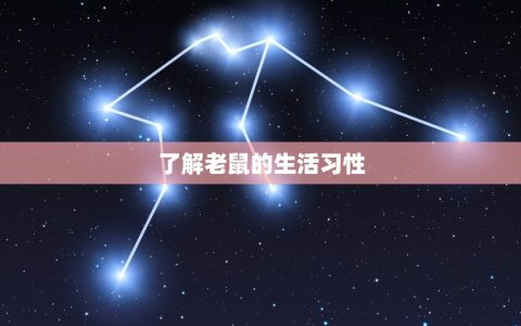 专业抓老鼠是怎么操作(高效捕鼠方法大介绍)