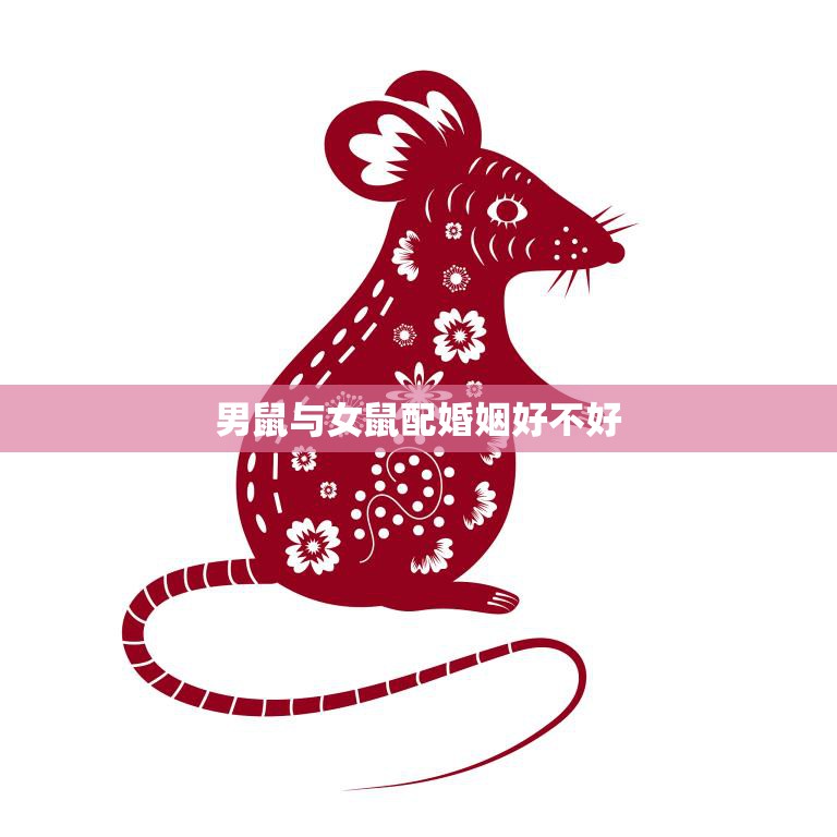 男鼠与女鼠配婚姻好不好(探讨老鼠婚姻的真相)