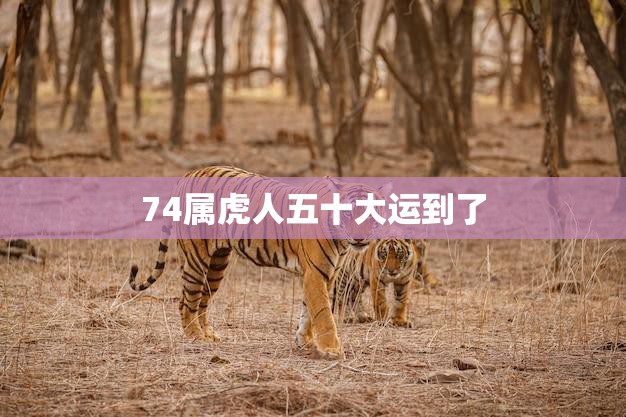 74属虎人五十大运到了(迎来人生转机)