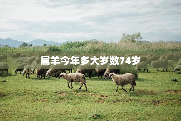 属羊今年多大岁数74岁(羊年老人的幸福生活)