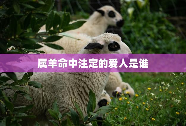 属羊命中注定的爱人是谁(揭秘十二生肖配对奥秘)