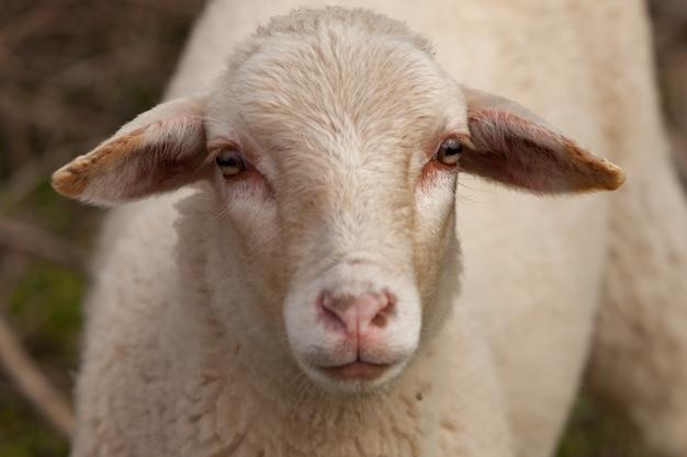 52岁属羊是哪一年出生(详解属羊人的性格特点和命运趋势)