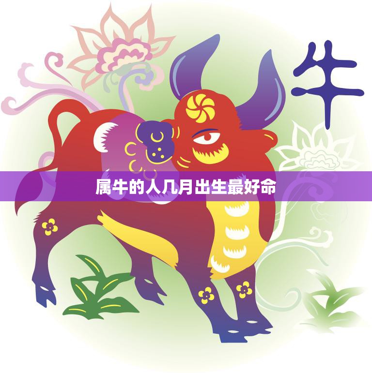 属牛的人几月出生最好命(揭秘最佳出生月份)