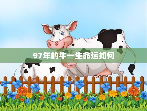 97年的牛一生命运如何(命运多舛财运不佳但事业有成)