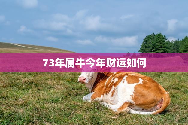 73年属牛今年财运如何(2023年属牛人财运大揭秘)