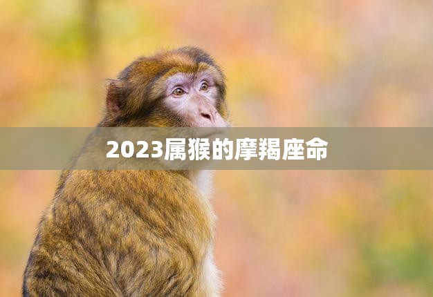 2023属猴的摩羯座命(未来三年的财运如何)