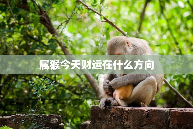 属猴今天财运在什么方向(财富之门今日开启)