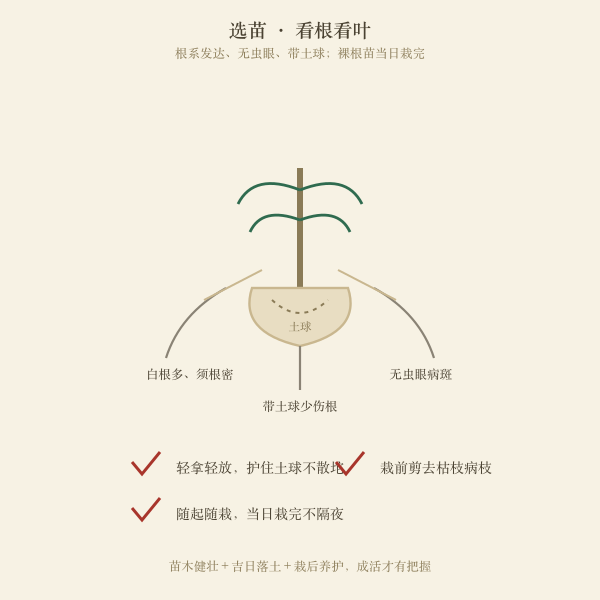 选苗要点图